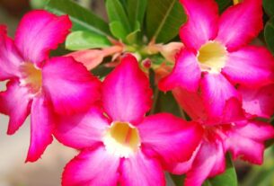 Como cuidar rosas do deserto