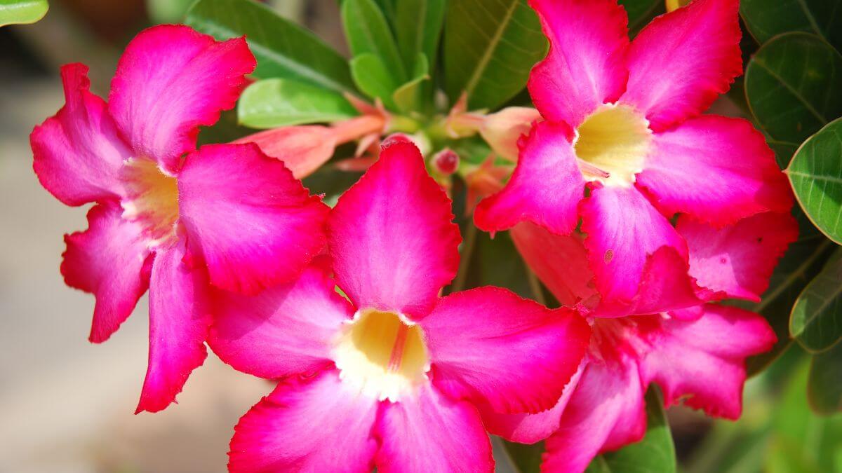 Como cuidar rosas do deserto