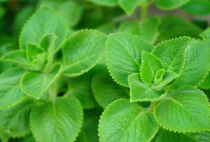 Hortelã-grosso