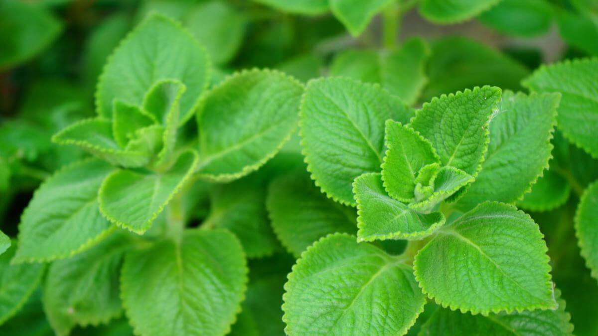 Hortelã grosso:10 benefícios, usos medicinais e como cultivar em casa