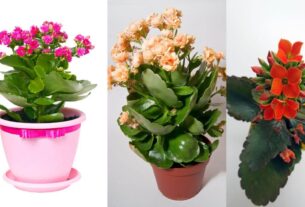 Kalanchoe