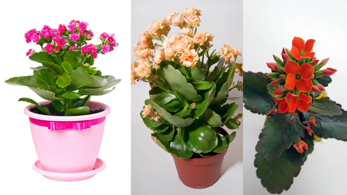 Kalanchoe