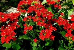 Kalanchoe como cuidar