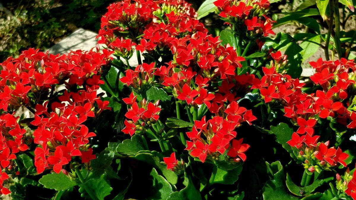 Kalanchoe como cuidar