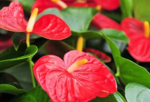 Variedades Populares de Planta Antúrio