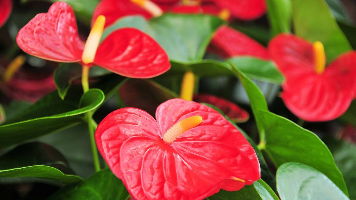 Variedades Populares de Planta Antúrio