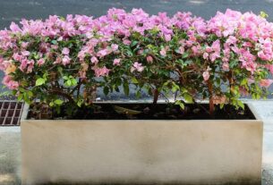 flores que não precisam de sol