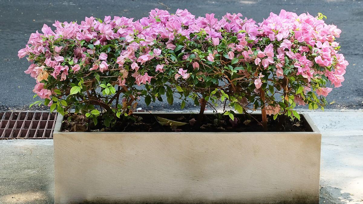 flores que não precisam de sol