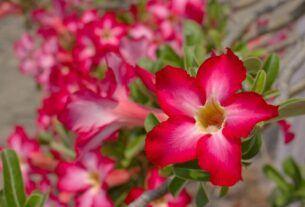 como cuidar das rosas do deserto